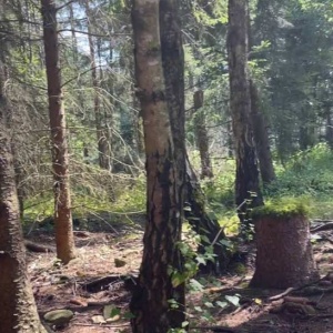 Heilklänge im Wald 2